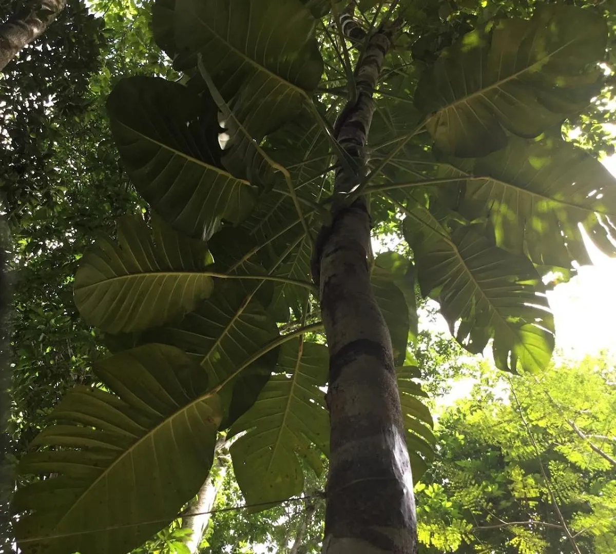 Cabana Zapote En Rancho Los Jaguares Jungle Retreat Tulum 0*,